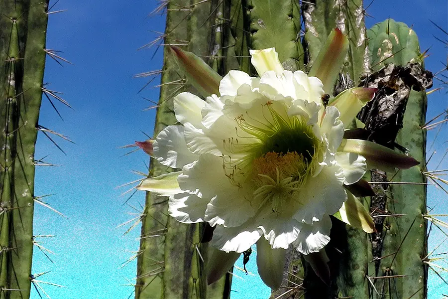peruvian torch cactus