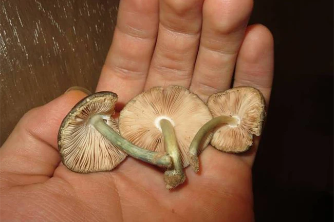 pluteus americanus mushroom