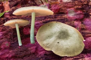 pluteus americanus mushroom
