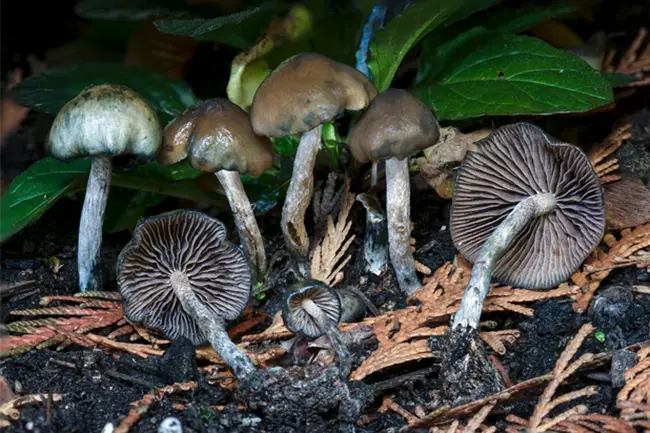 Psilocybe baeocystis magic mushroom