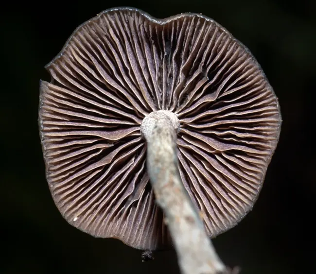 gills of Psilocybe baeocystis magic mushroom