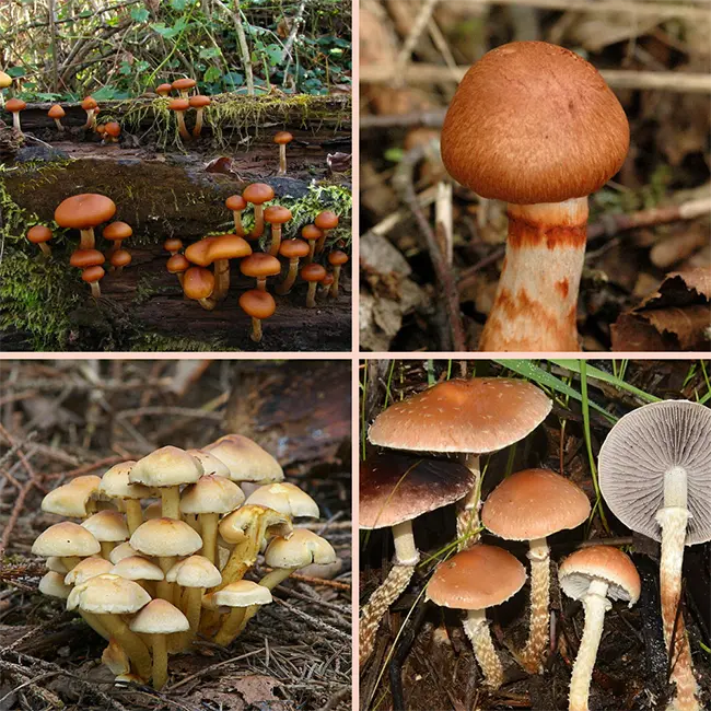 Psilocybe baeocystis
lookalike mushrooms
