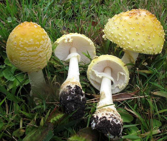 Amanita muscaria var. guessowii mushroom