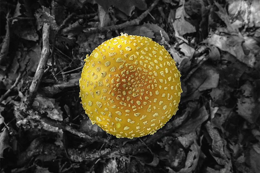 amanita muscaria var. guessowii mushroom