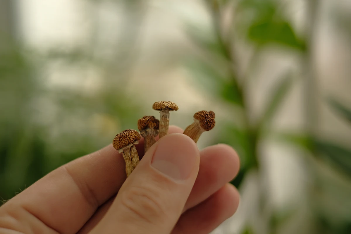 hand holding psilocybin mushrooms