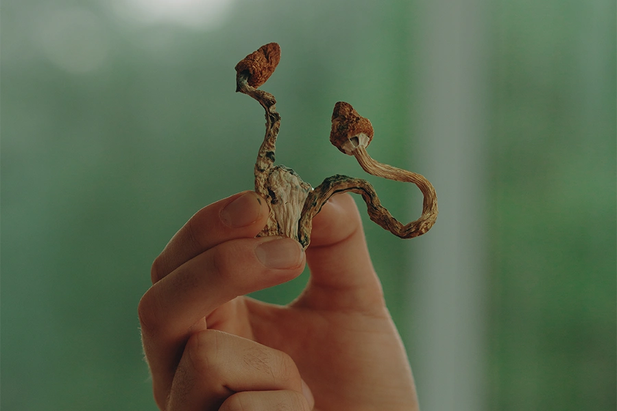 hand holding psilocybin mushroom
