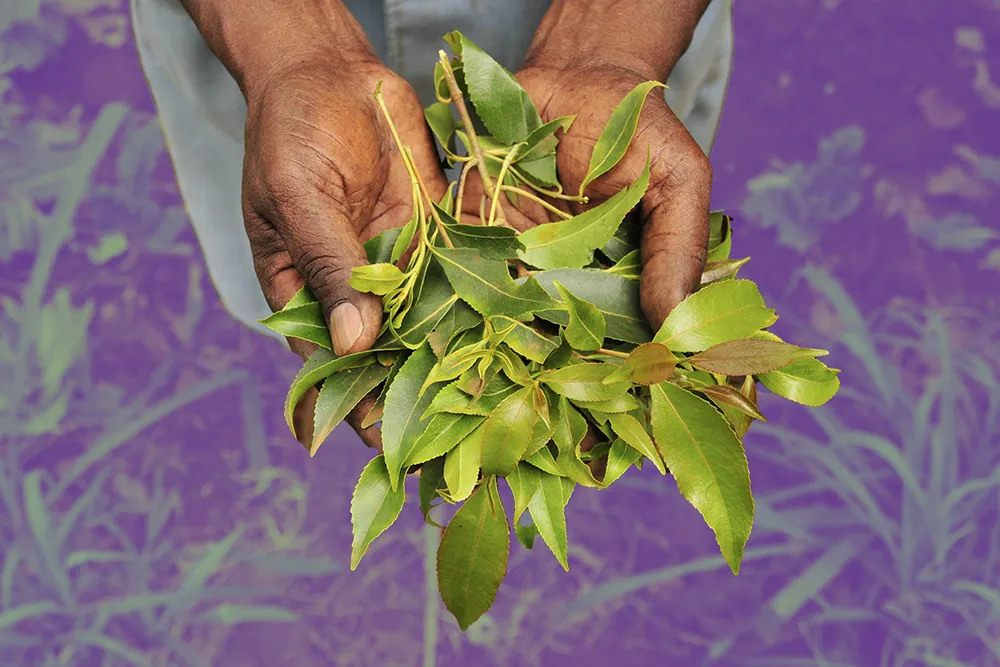hands holding khat leaves
