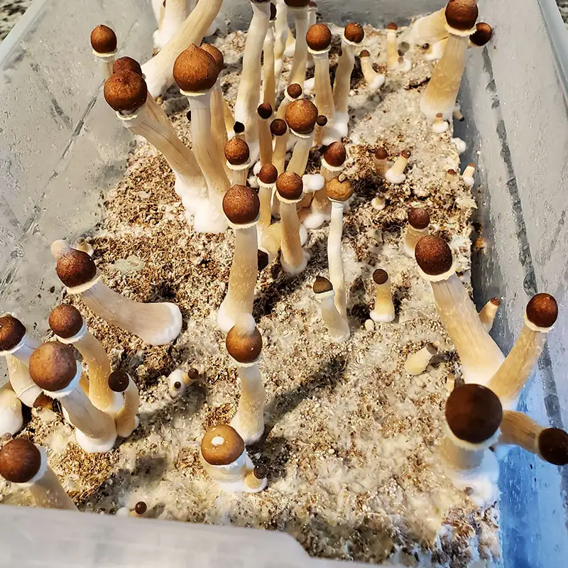 B+ mushrooms