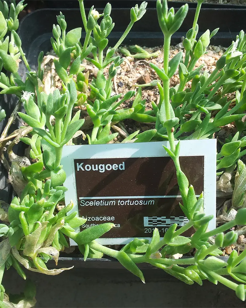 kanna plant