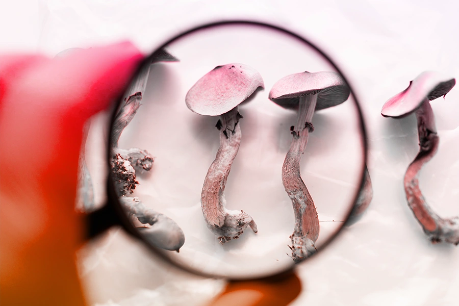 psilocybin mushrooms under magnifying glass
