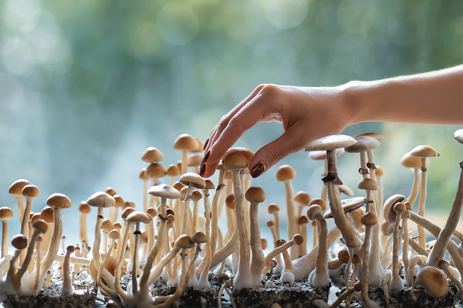 hand picking psilocybin mushroom