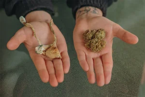 hands holding psilocybin mushrooms and cannabis