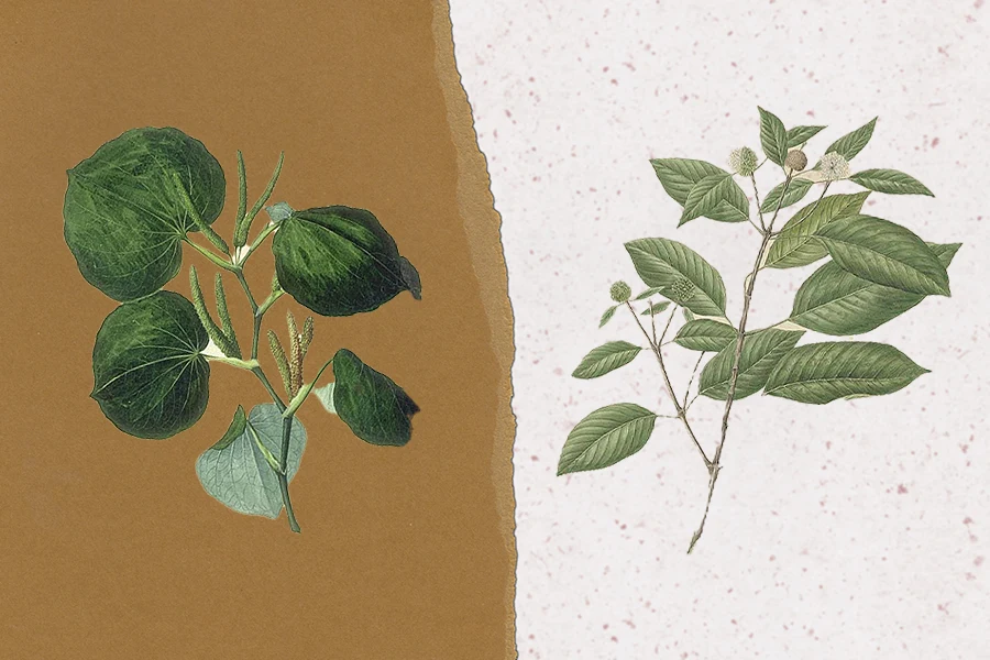 kava and kratom plants