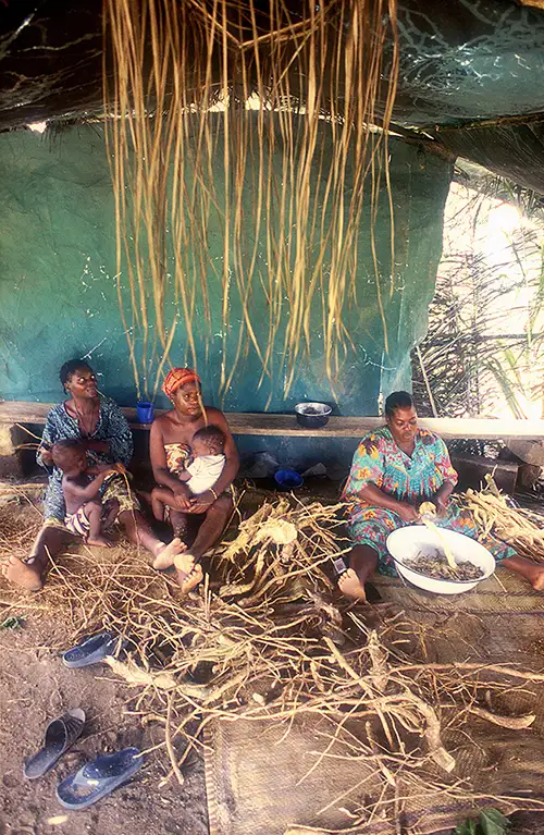 Women clean a large
quantity of iboga roots