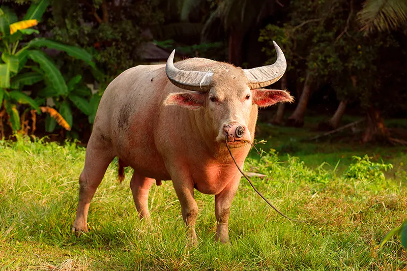 pink buffalo 
