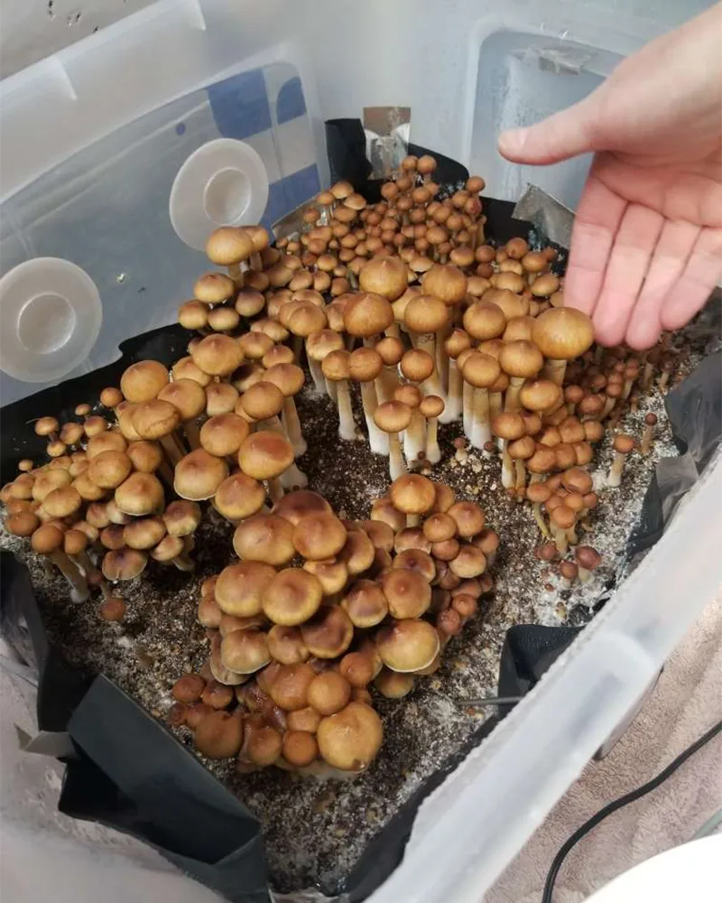 bucket of tidal wave mushrooms