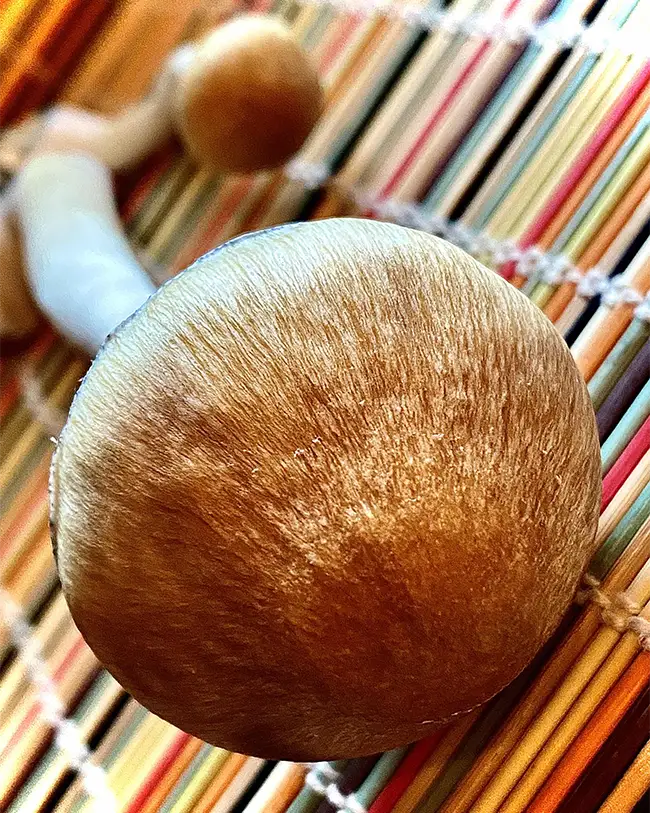 hillybilly mushroom cap