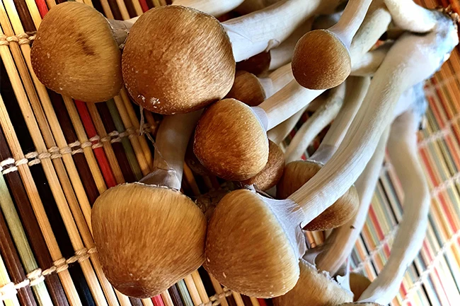 hillbilly psilocybin mushrooms
