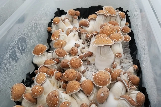 tub of hillbilly mushrooms growing