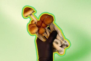 hand holding hillbilly mushrooms