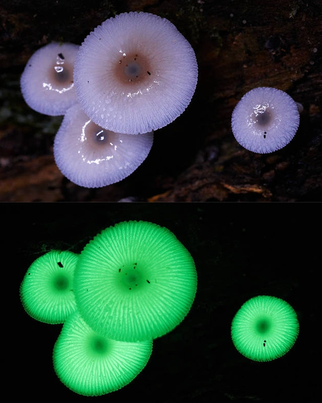 Mycena chlorophos mushrooms glow in the dark