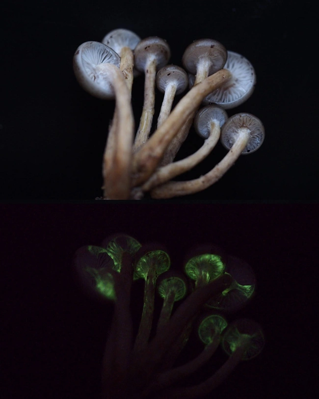 Armillaria novae-zelandiae glow in the dark mushrooms