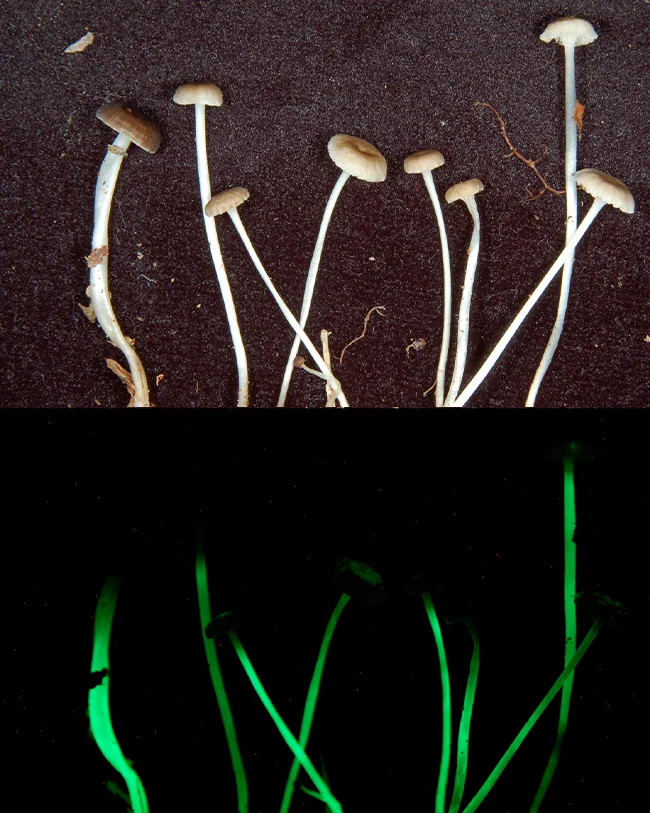 Mycena luxaeterna glow in the dark mushroom