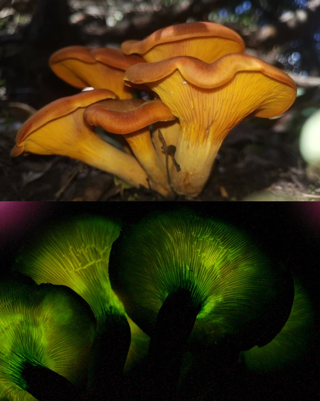 Omphalotus olearius glow in the dark mushroom