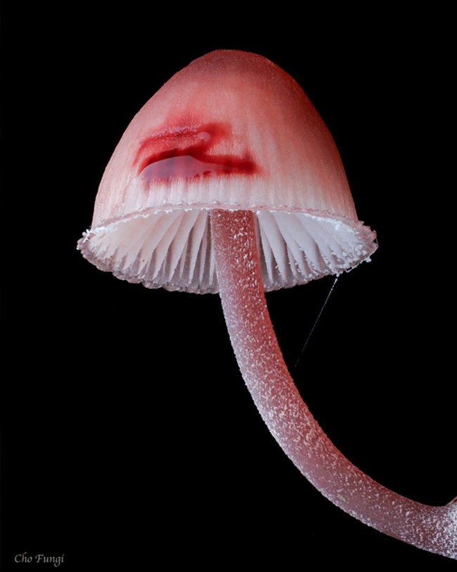Mycena haematopus glow in the dark mushroom
