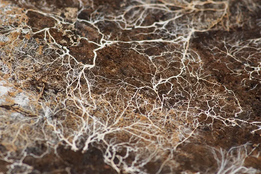 mycelial network