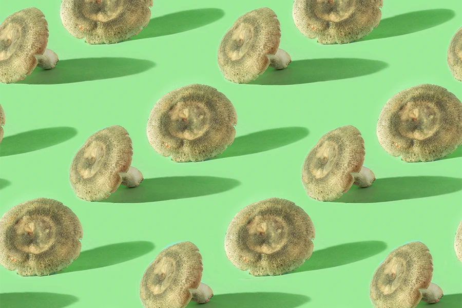 Seven Weird Mushroom Facts to Please Your Inner Myco-Nerd