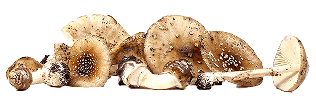 amanita pantherina mushrooms