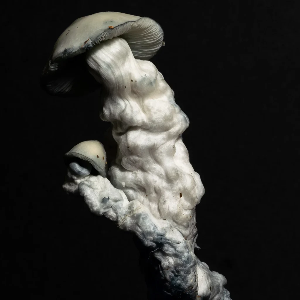 image of Jack Frost psilocybin mushrooms