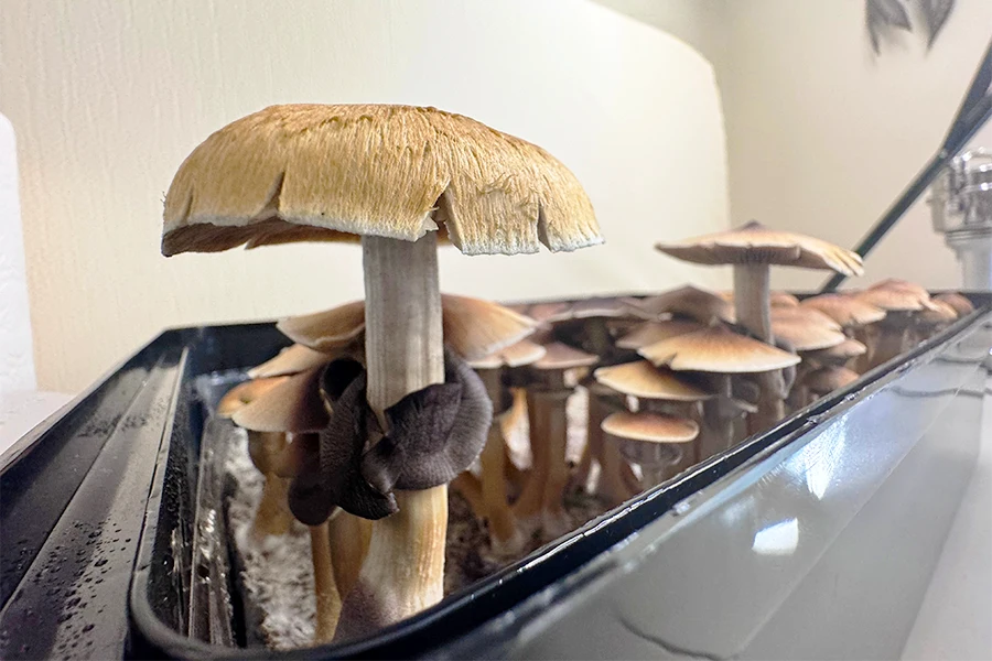 psilocybin mushrooms growing in tub