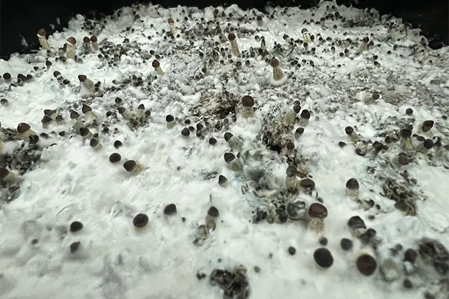 mushroom pins in grow tub