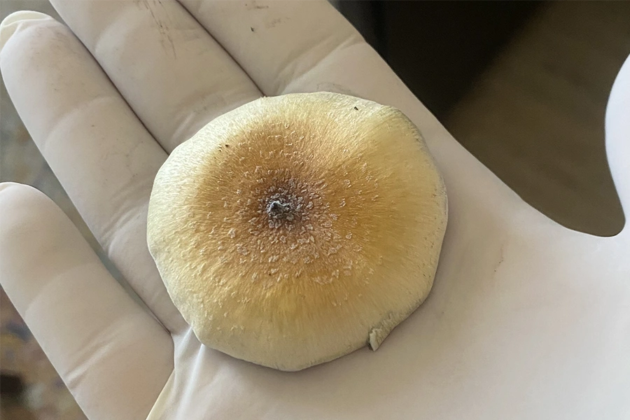 Golden Halo mushroom cap