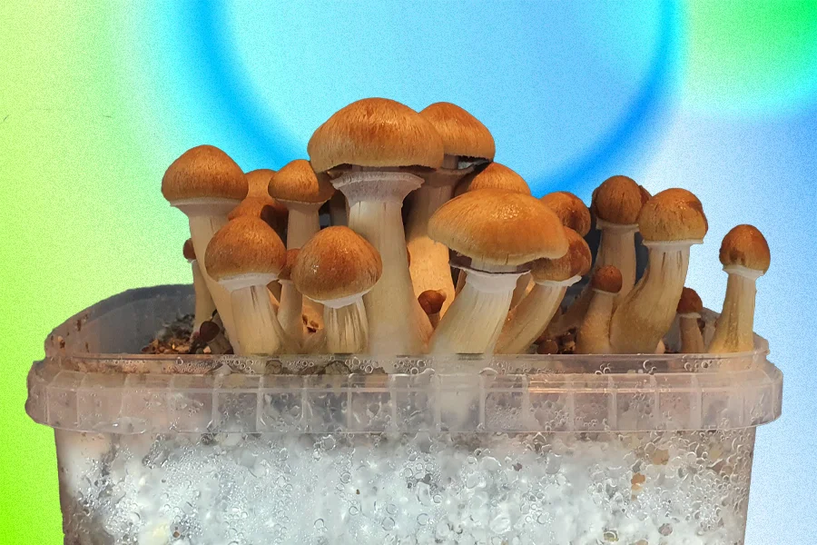 McKennaii mushrooms growing in tub
