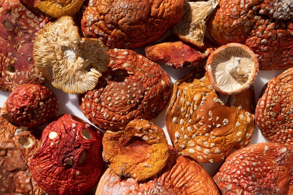 dried amanita muscaria caps