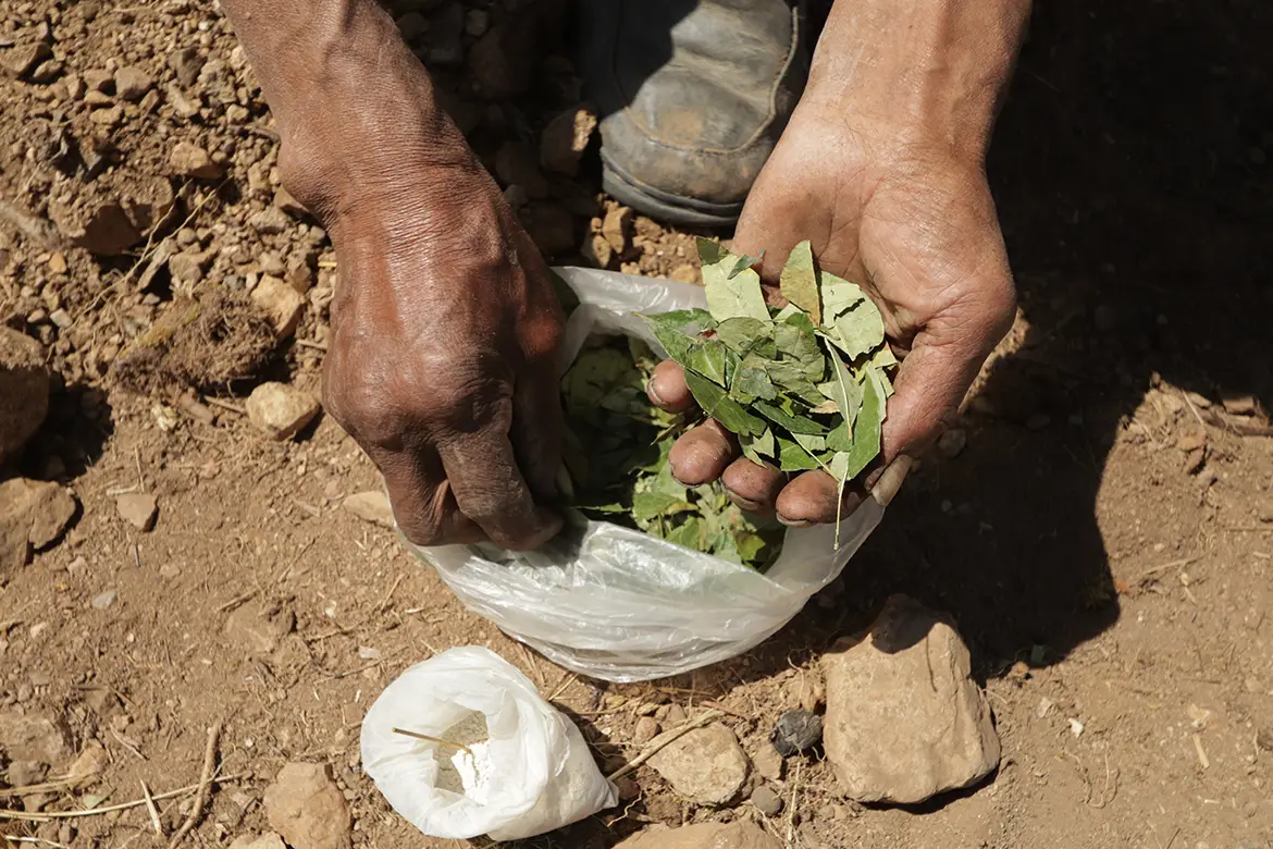 hands holding coca leaves