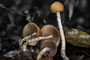 Psilocybe zapotecorum mushrooms growing in nature