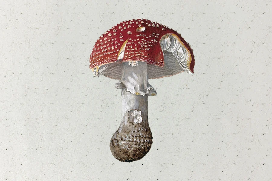 illustration of amanita muscaria with muscimol molecular structure patterned in the background