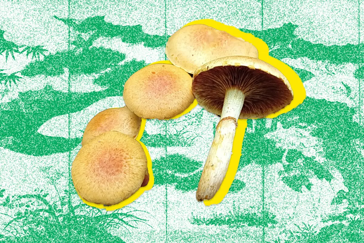 Image Depicting Gymnopilus Junonius Mushroom
