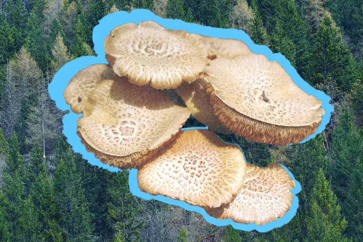 Image Depicting Collage of Mushrooms with Conifer Forest Background