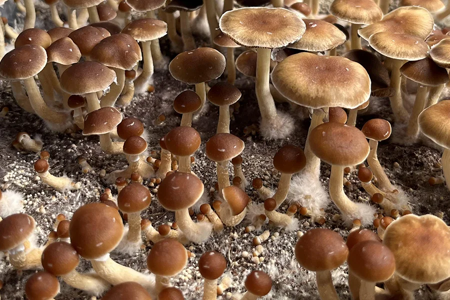 acadian coast mushrooms growing on substrate