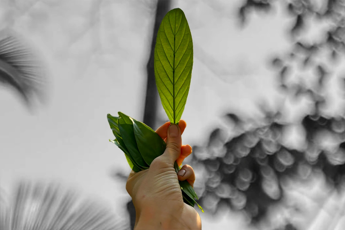hand holding leaves of chacruna plant in the air