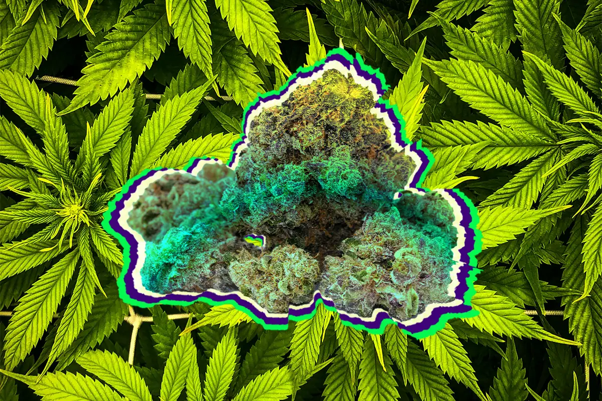 Collage of Cannabis Flower with Cannabis Background