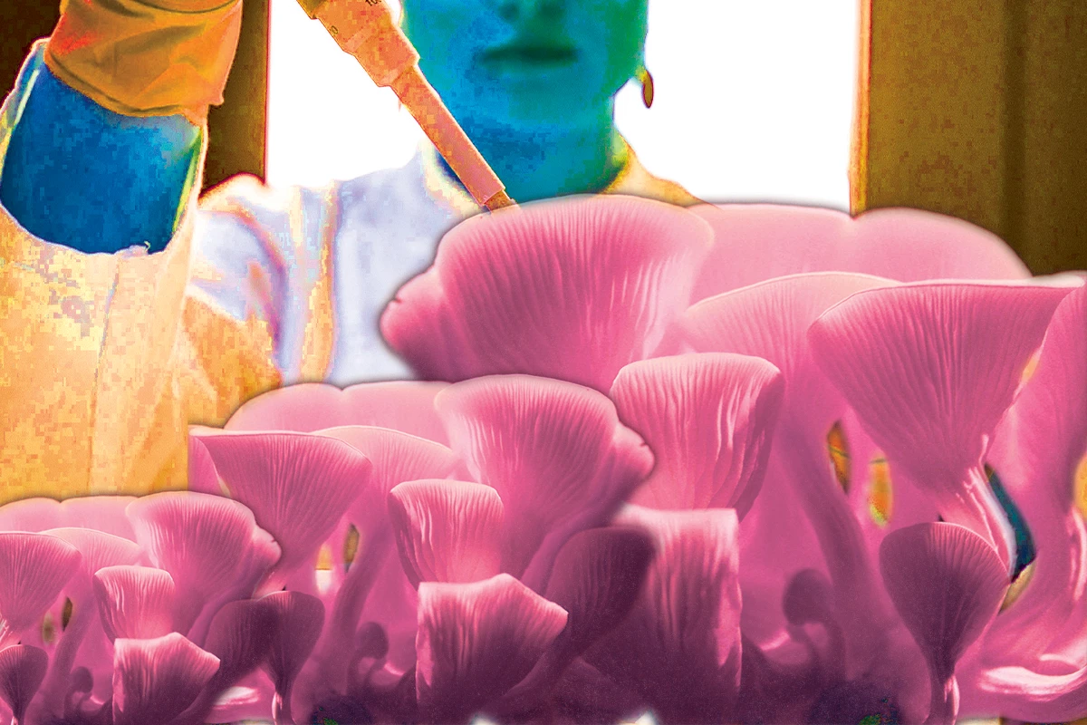 Image Depicting Colorful Collage of Mushrooms and Scientist in Lab Coat
