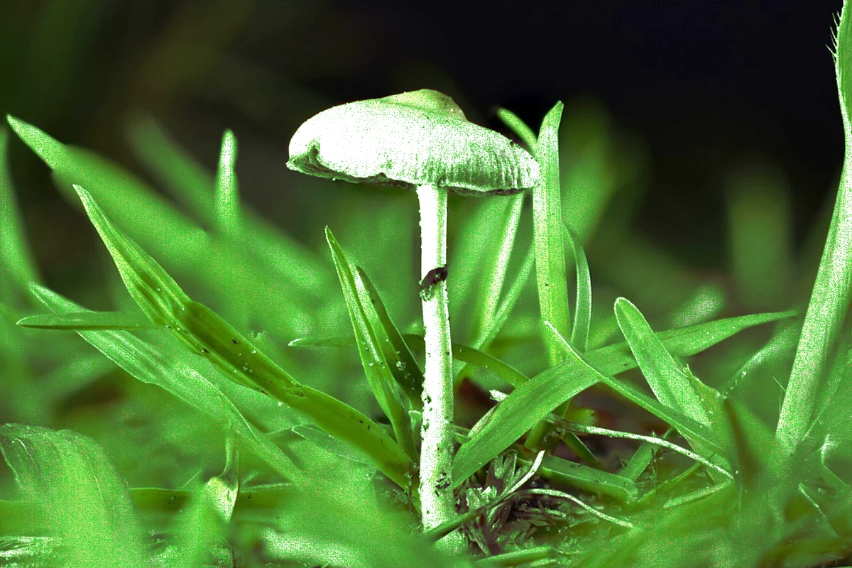 Image Depicting Psilocybe Cubensis in the Wild