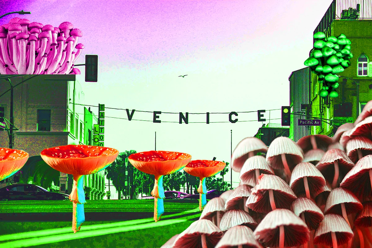 Collage of Venice Sign with Various Mushrooms Scattered