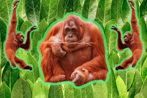 Orangutan Makes History Using Plant Medicine to Heal